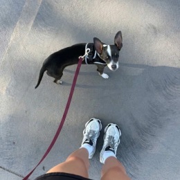 a dog on a leash walking outside